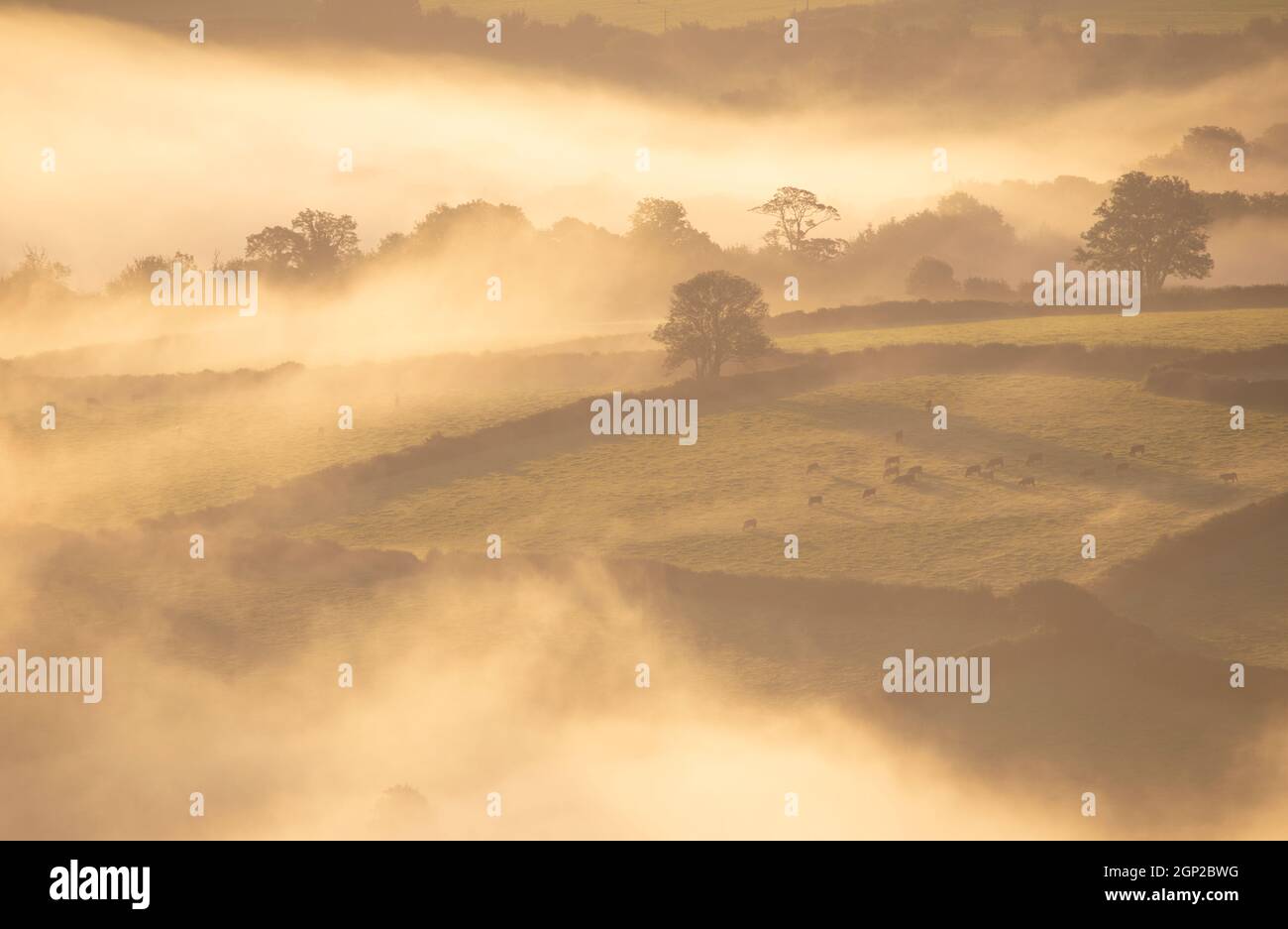 Misty Morning Foto Stock