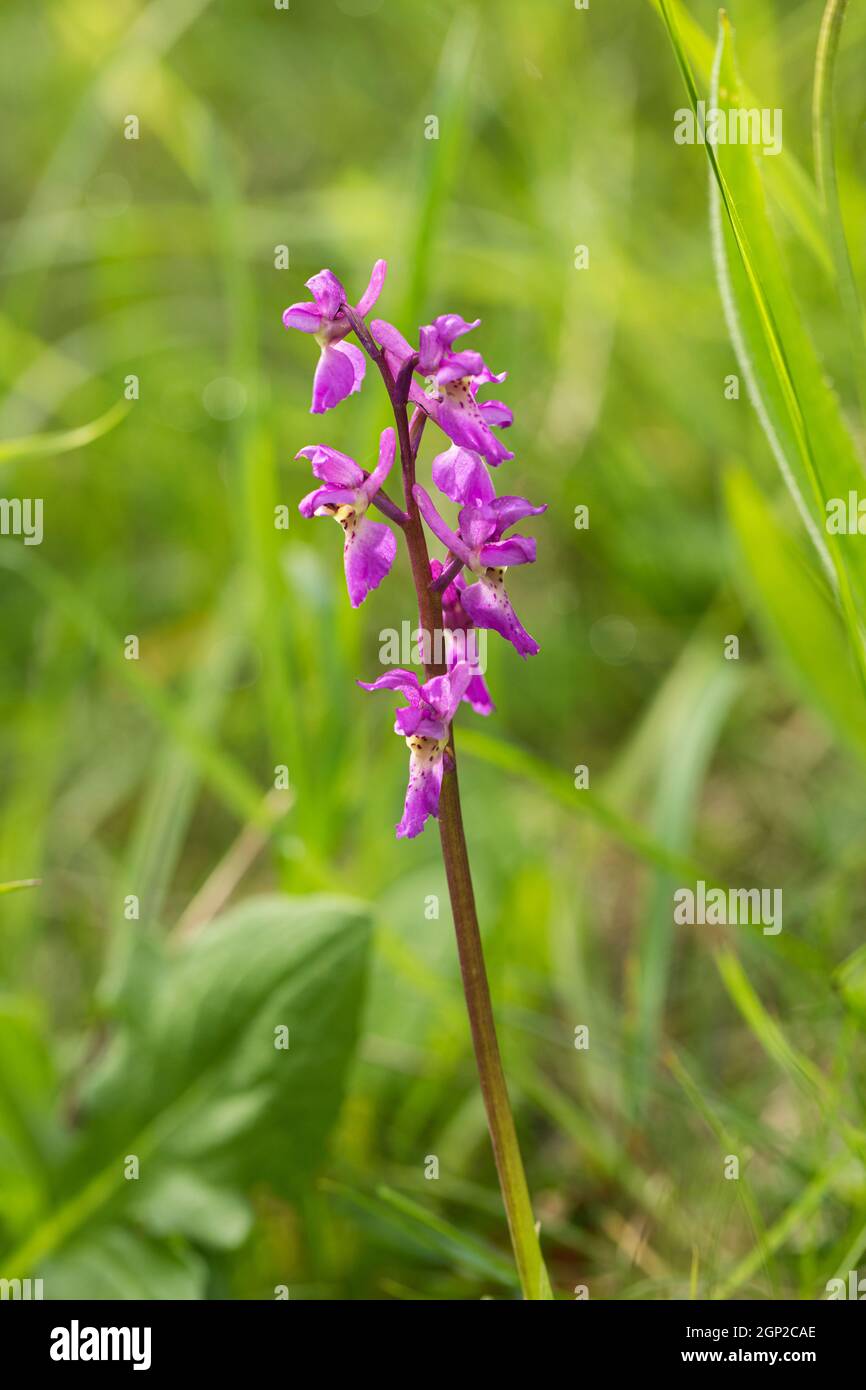 Primo piano di un'orchidea viola che fiorisce sulla collina di Morgans un luogo di interesse scientifico speciale (SSSI), Wiltshire, Inghilterra, Regno Unito Foto Stock