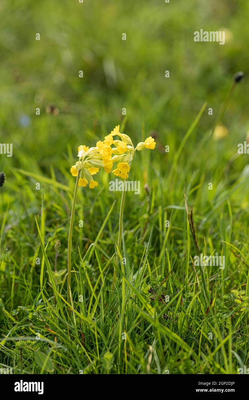 Primo piano di un cowslip giallo isolato / primula veris fioritura su Morgans Hill un sito di interesse scientifico speciale (SSSI), Wiltshire, Inghilterra, Regno Unito Foto Stock