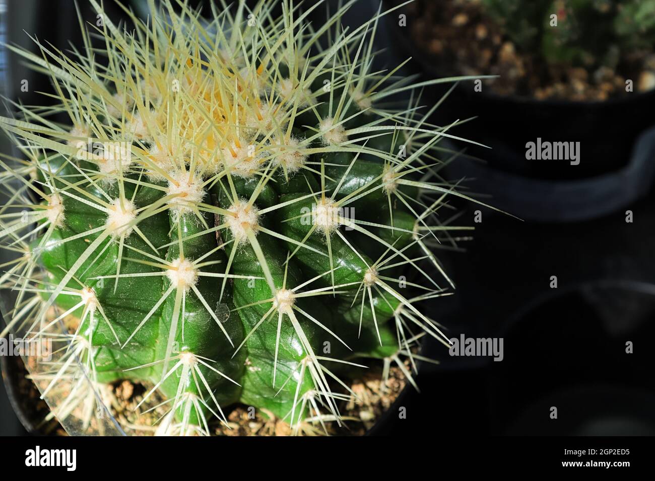 Un Cactus di Barrel d'oro su sfondo scuro. Foto Stock