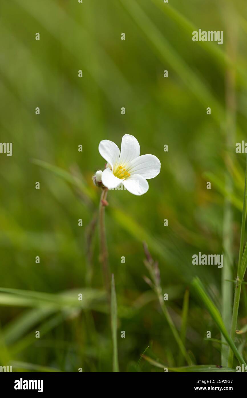 Primo piano di Meadow Saxifrage / Saxifraga granulata fioritura sulla collina di Morgans un sito di interesse scientifico speciale (SSSI), Wiltshire, Inghilterra, Regno Unito Foto Stock