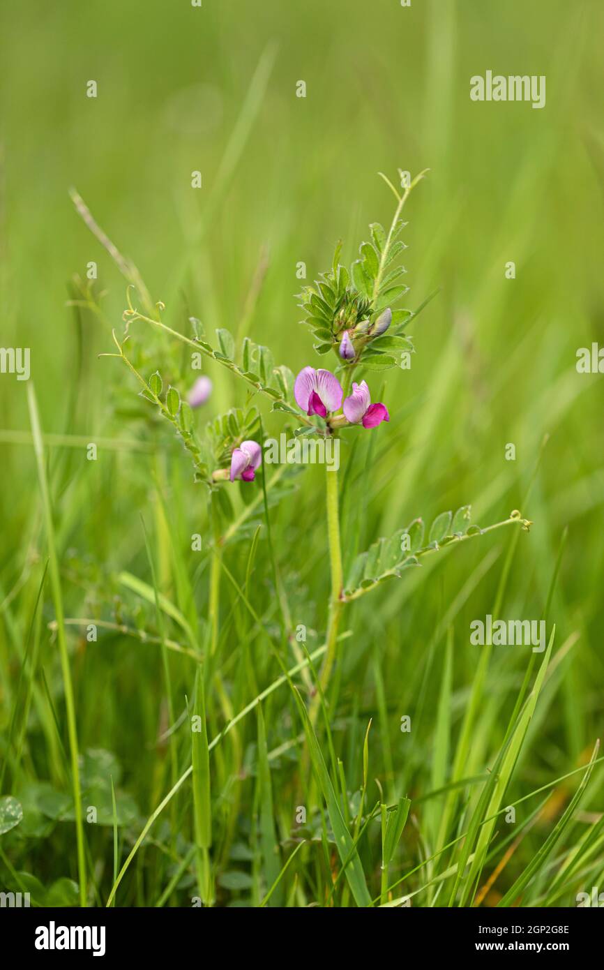 Primo piano di un vetch comune isolato che fiorisce sulla collina di Morgans un luogo di interesse scientifico speciale (SSSI), Wiltshire, Inghilterra, Regno Unito Foto Stock