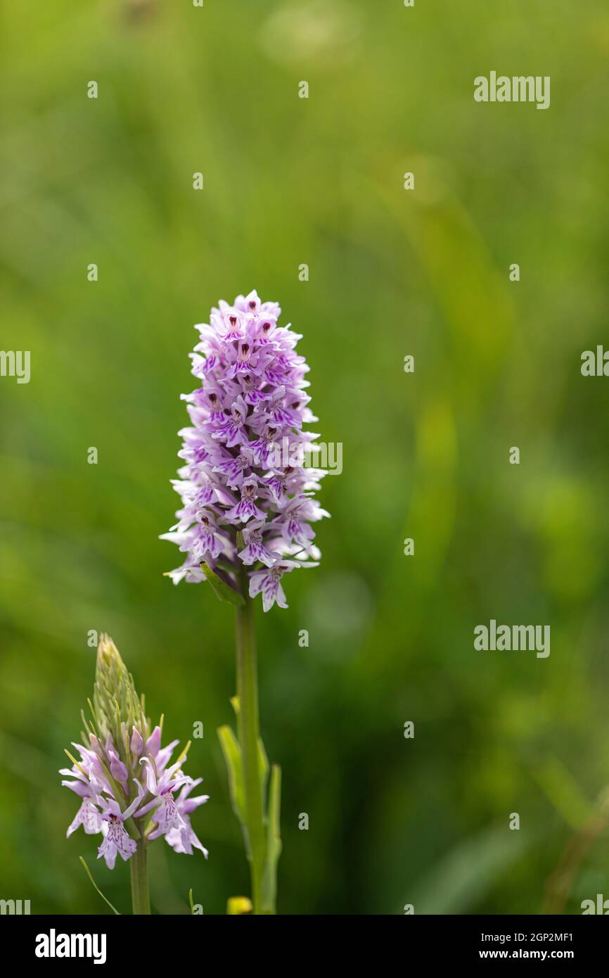 Primo piano di un'orchidea macchiata che fiorisce sulla collina di Morgans un luogo di interesse scientifico speciale (SSSI), Wiltshire, Inghilterra, Regno Unito Foto Stock