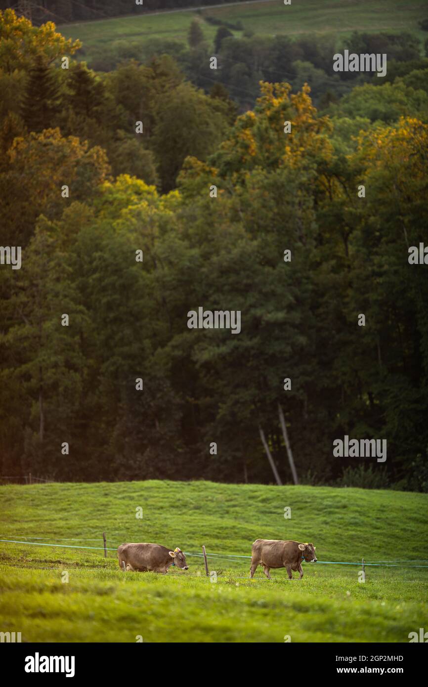 Le mucche tornano a casa dal pascolo alla chiusura del Giorno - concetto di allevamento rigenerativo/manzo alimentato da erba Foto Stock