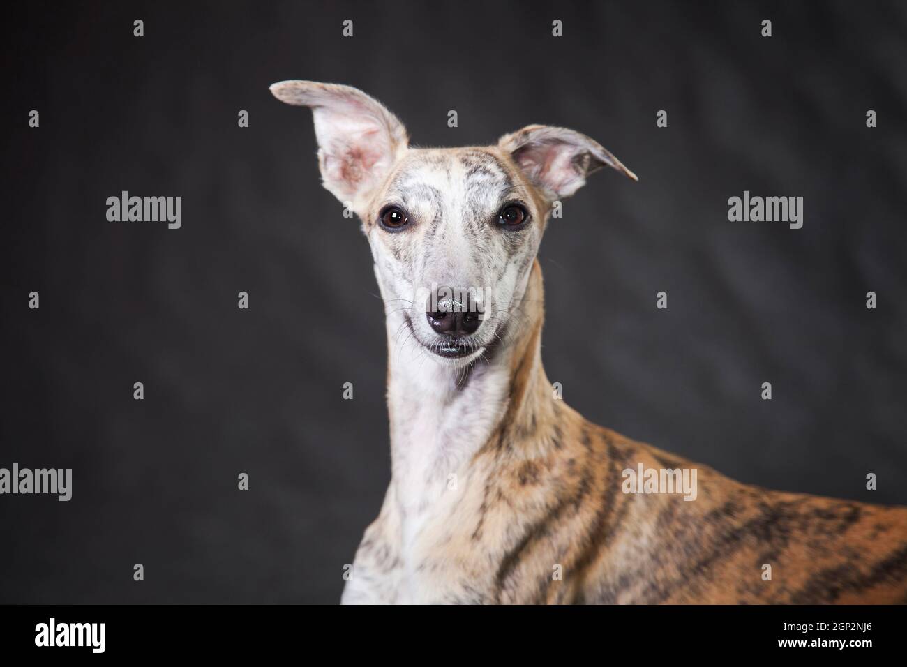 Ritratto chiaro tigre molto bello cane pegno razza on uno sfondo grigio Foto Stock