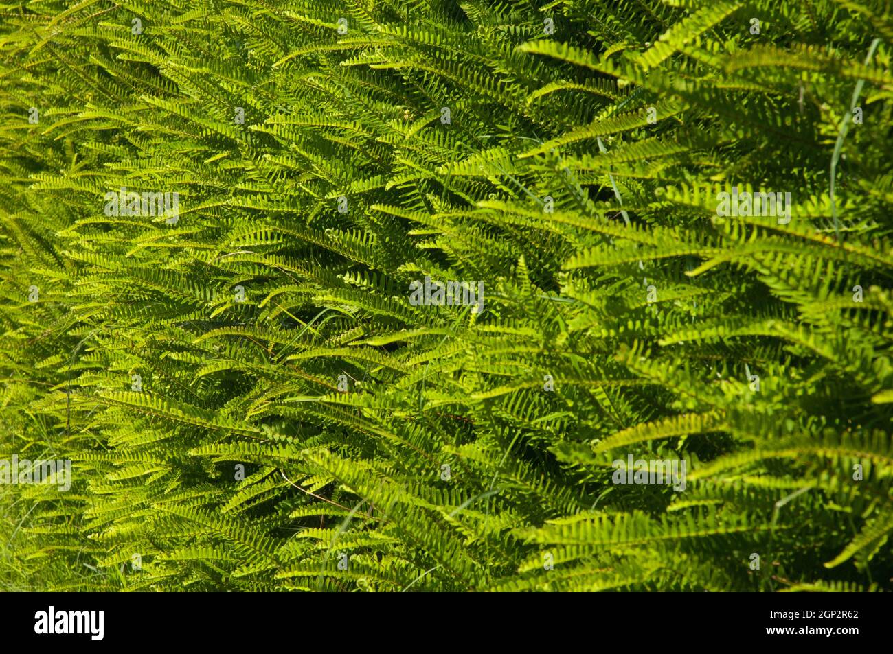 Fishbone felci Nephrolpis cordifolia. Impianto introdotto. Monte Eden. Auckland. Isola del Nord. Nuova Zelanda. Foto Stock