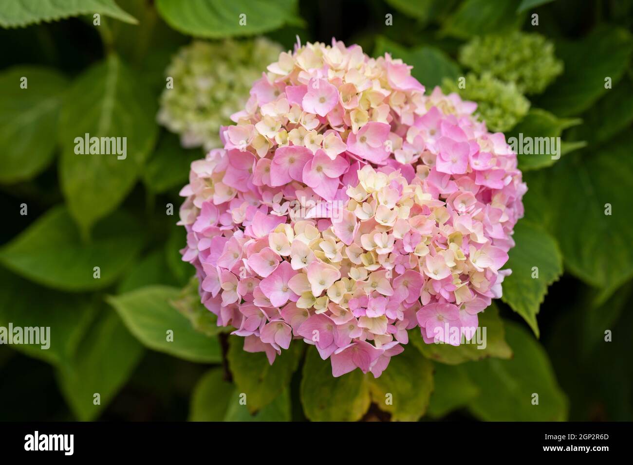 Primo piano di una testa di fiore rosa e crema Mophead Hydrangea fioritura nel Regno Unito nel mese di giugno, in Inghilterra Foto Stock