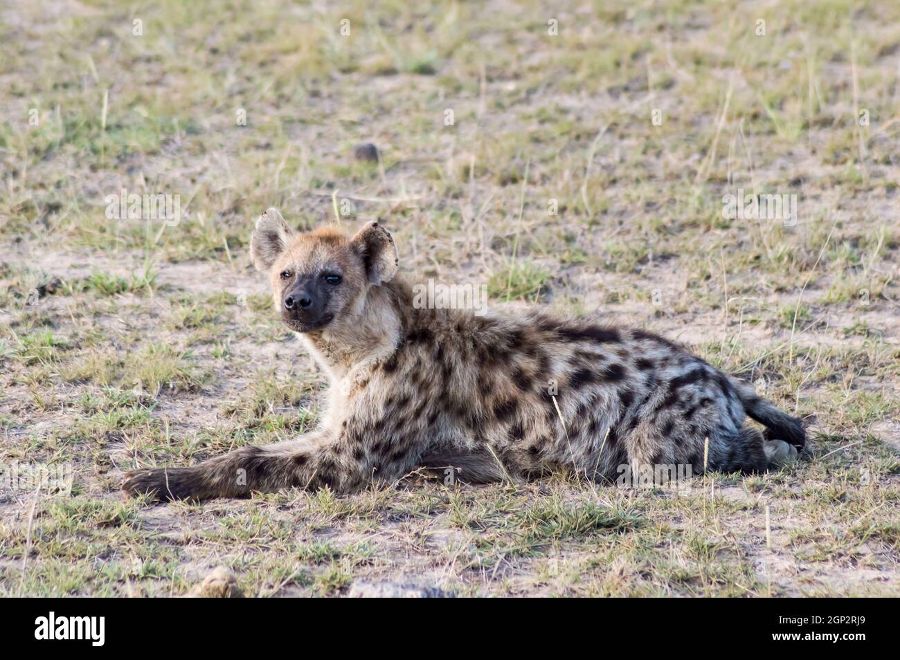 Breve ritratto di un'iena macchiata (Crocuta croccuta) che si stagliava curiosamente fuori dal suo covo nel Parco Nazionale di Amboseli, Kenya. Foto Stock