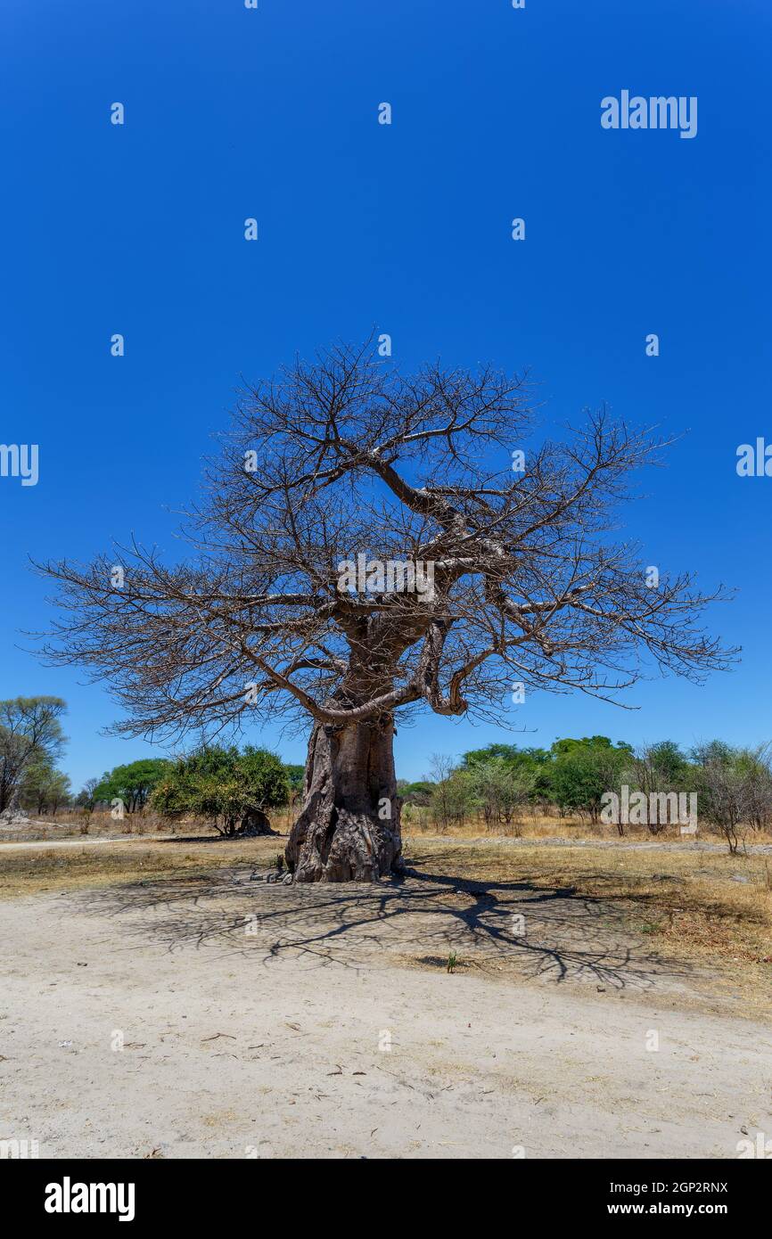 Maestoso vecchio albero di baobab contro il cielo blu (Adansonia digitata) - Ngoma, Botswana confine con lo Zimbabwe Foto Stock