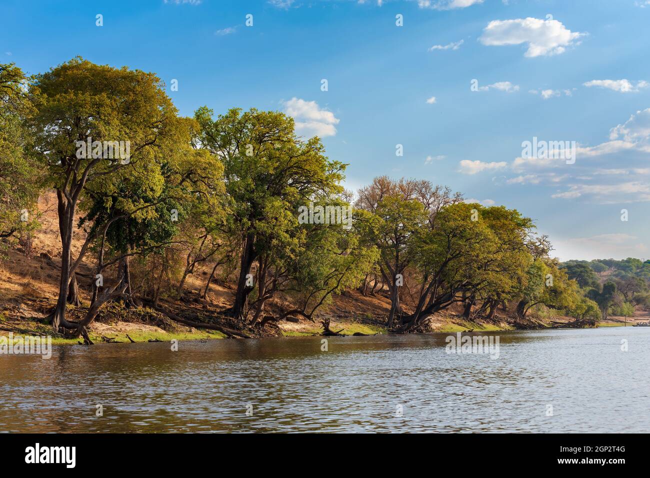 Tramonto del paesaggio del fiume Chobe in Botswana, la vista dall'imbarcazione. Africa deserto Foto Stock
