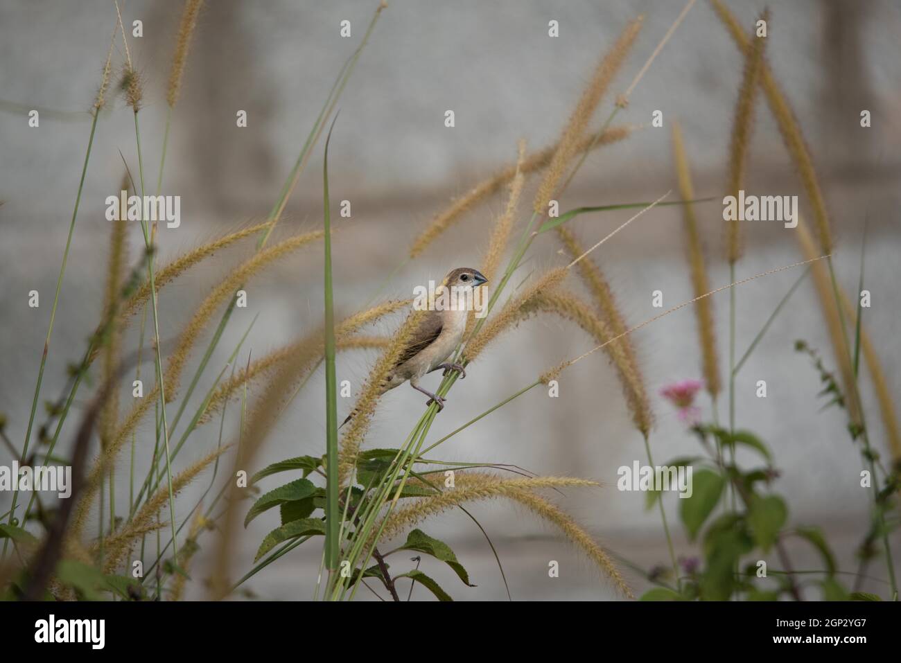 Fauna selvatica, Uccelli, mammiferi, insetti, Arte, Architettura, Macro, Paesaggio Foto Stock