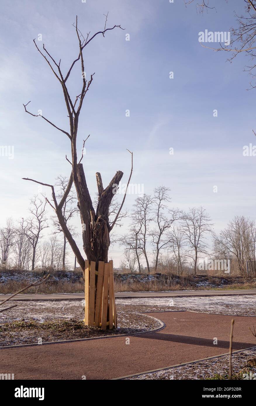 Un vecchio albero deve essere protetto Ein Alter Baum muss geschützt werden Foto Stock