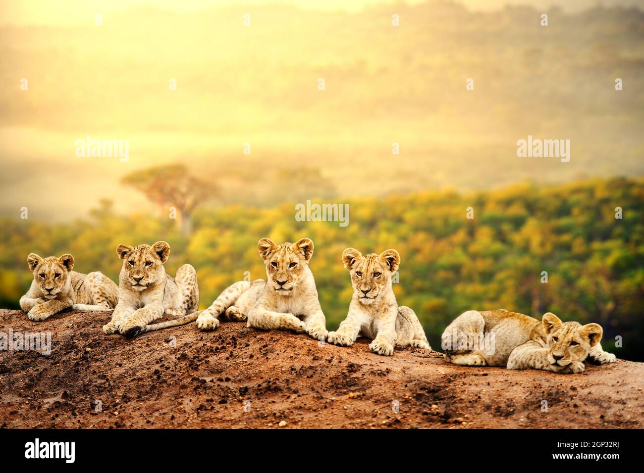 Primo piano di cuccioli di leone che si stendono insieme aspettando la madre. Foto Stock
