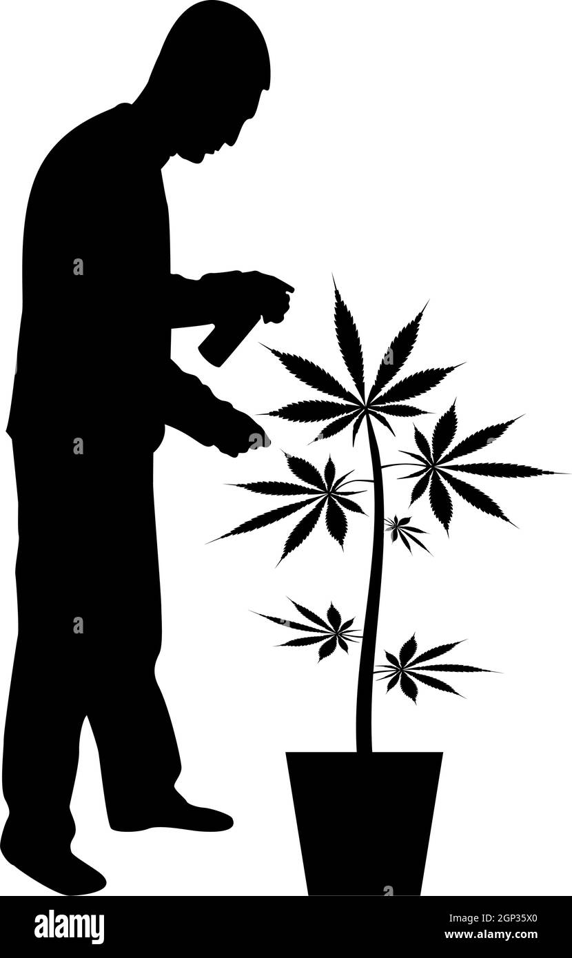 Silhouette uomo cura di marijuana pianta in vaso acqua spruzzatura utilizzando mano irrigatore irrigazione giardinaggio concetto di raccolta a casa nero colore vettore illustrazione piatta immagine stile Illustrazione Vettoriale