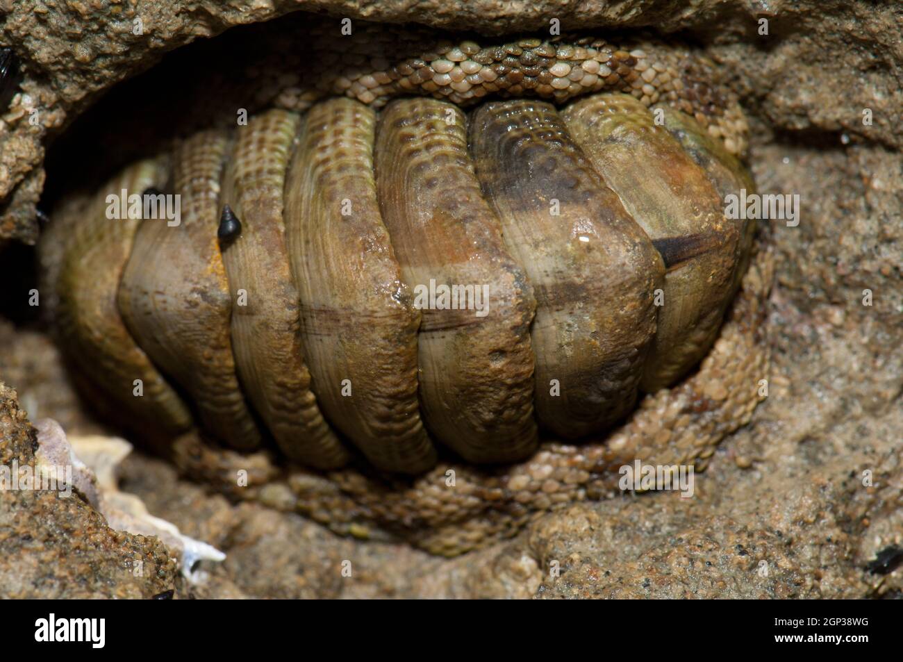 Chitone di serpente Sapharochiton Pelliserpentis. Capo rapitori Gannet Reserve. Isola del Nord. Nuova Zelanda. Foto Stock