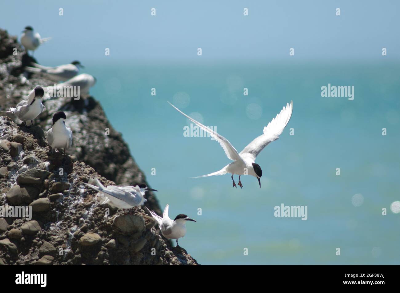 Terns con facciata bianca Striata di Sterna. Capo rapitori Gannet Reserve. Isola del Nord. Nuova Zelanda. Foto Stock