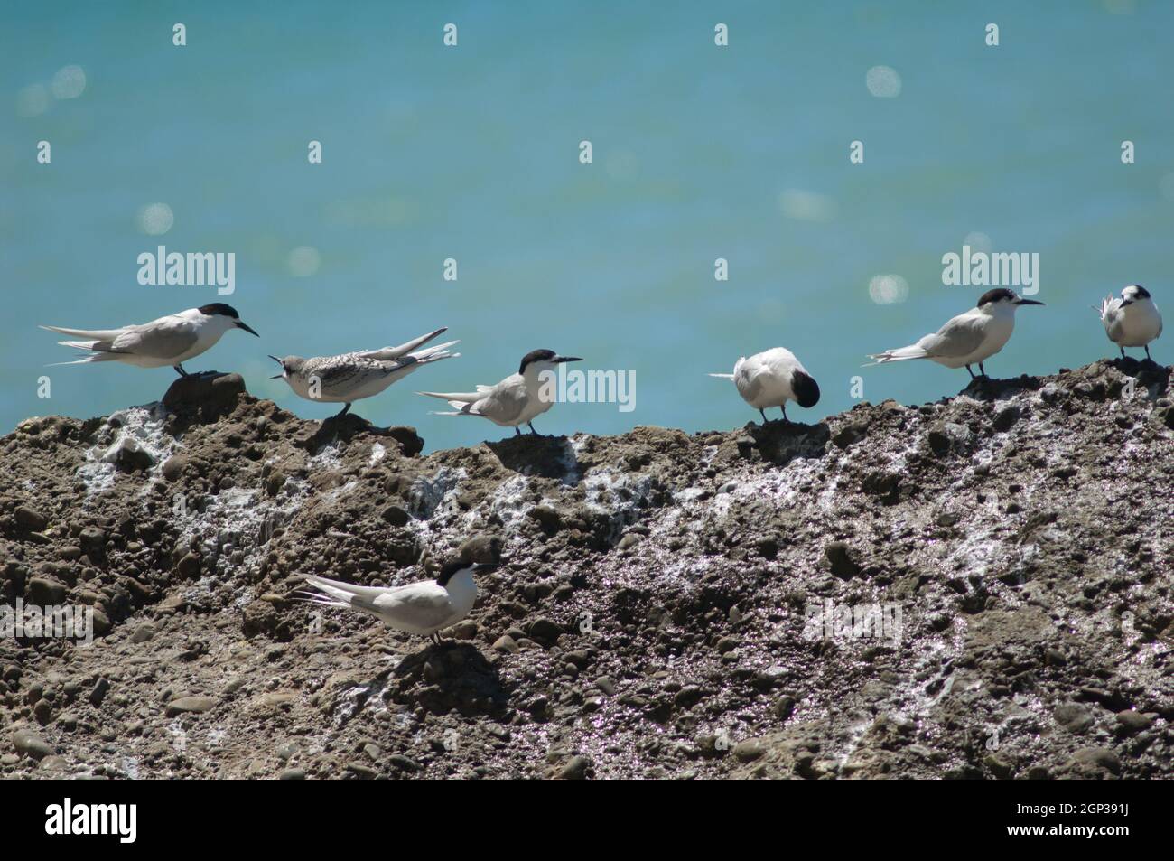 Terns con facciata bianca Striata di Sterna. Capo rapitori Gannet Reserve. Isola del Nord. Nuova Zelanda. Foto Stock