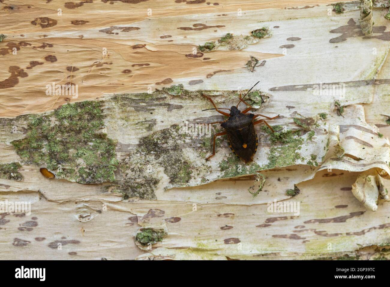 Primo piano di una boscaglia forestale (Pentatoma rufipes) sulla corteccia di un albero di betulla corteccia di carta, Inghilterra, Regno Unito Foto Stock