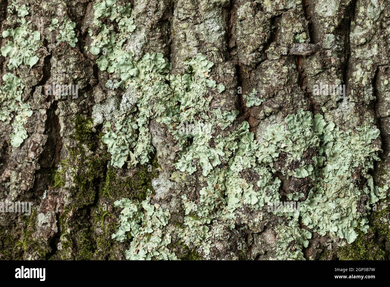 Primo piano di lichen verde che cresce su corteccia di albero da tronco di albero, Regno Unito Foto Stock
