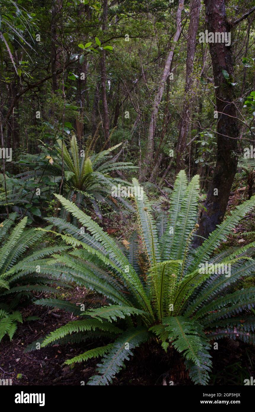 Foresta pluviale con felci corona Lomaria scolorire. Isola di Ulva. Parco Nazionale di Rakiura. Nuova Zelanda. Foto Stock