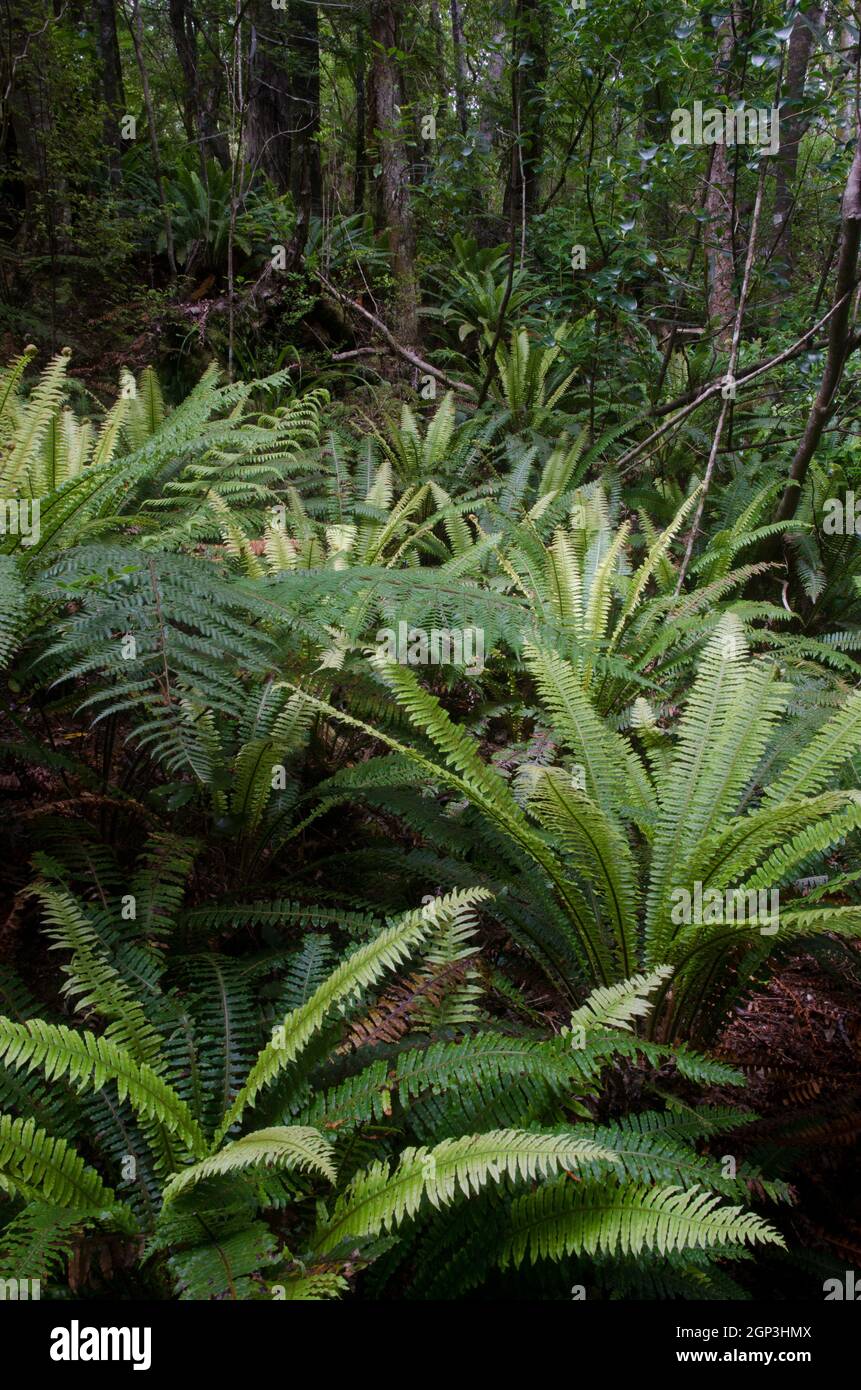 Foresta pluviale con felci corona Lomaria scolorire. Isola di Ulva. Parco Nazionale di Rakiura. Nuova Zelanda. Foto Stock