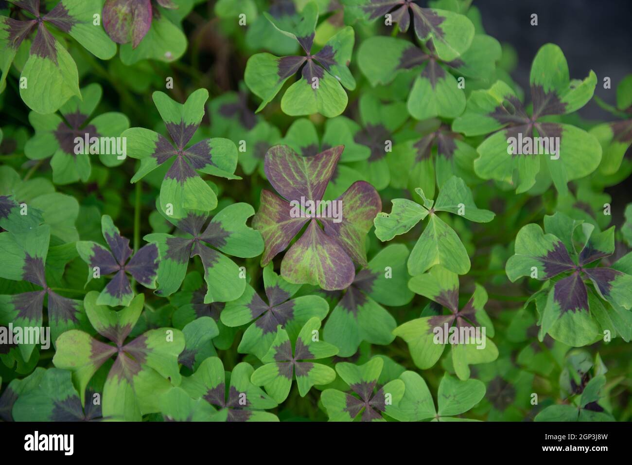 Foglie a forma di cuore verde con un fiore viola alla base su una pianta di Clover buona fortuna (Oxalis tetraphilla 'Croce di ferro') che cresce in un vaso di fiori Foto Stock
