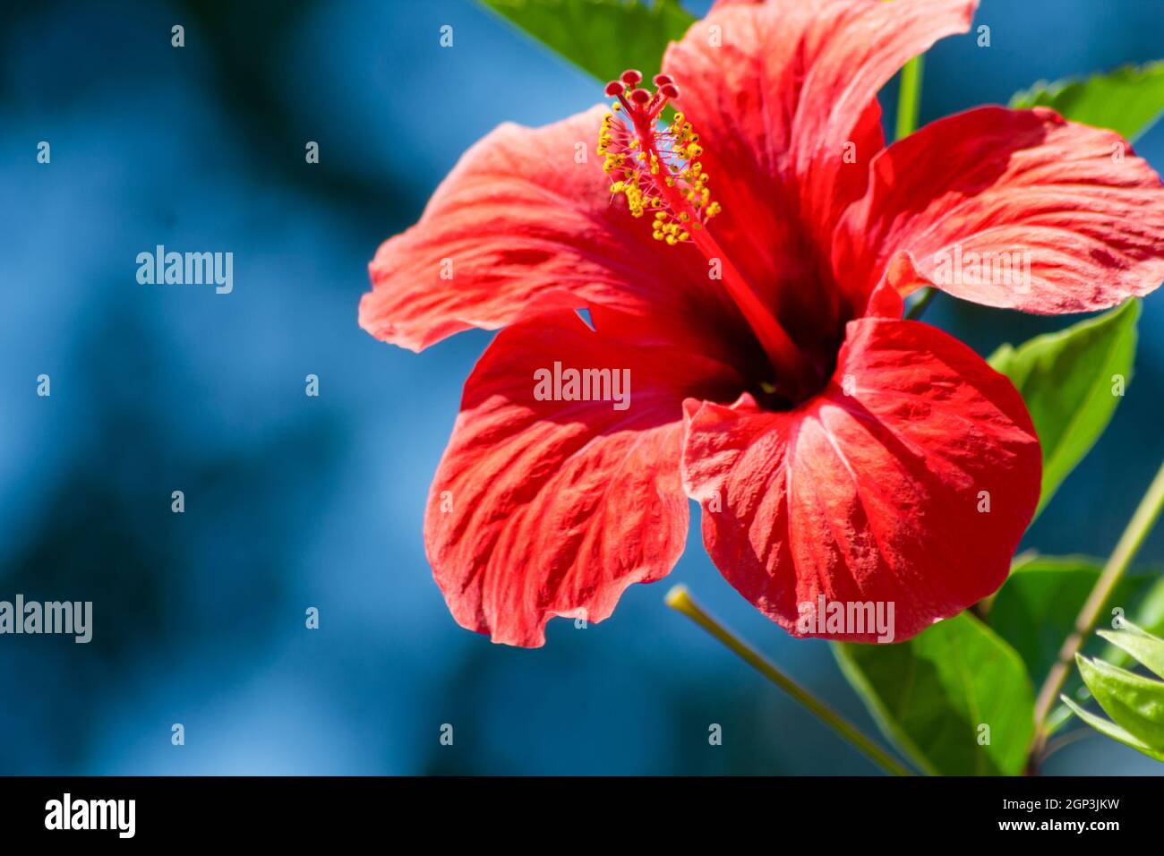 Hibiscus (Hibiscus) è un genere di piante della famiglia Malvoideae. Foto Stock