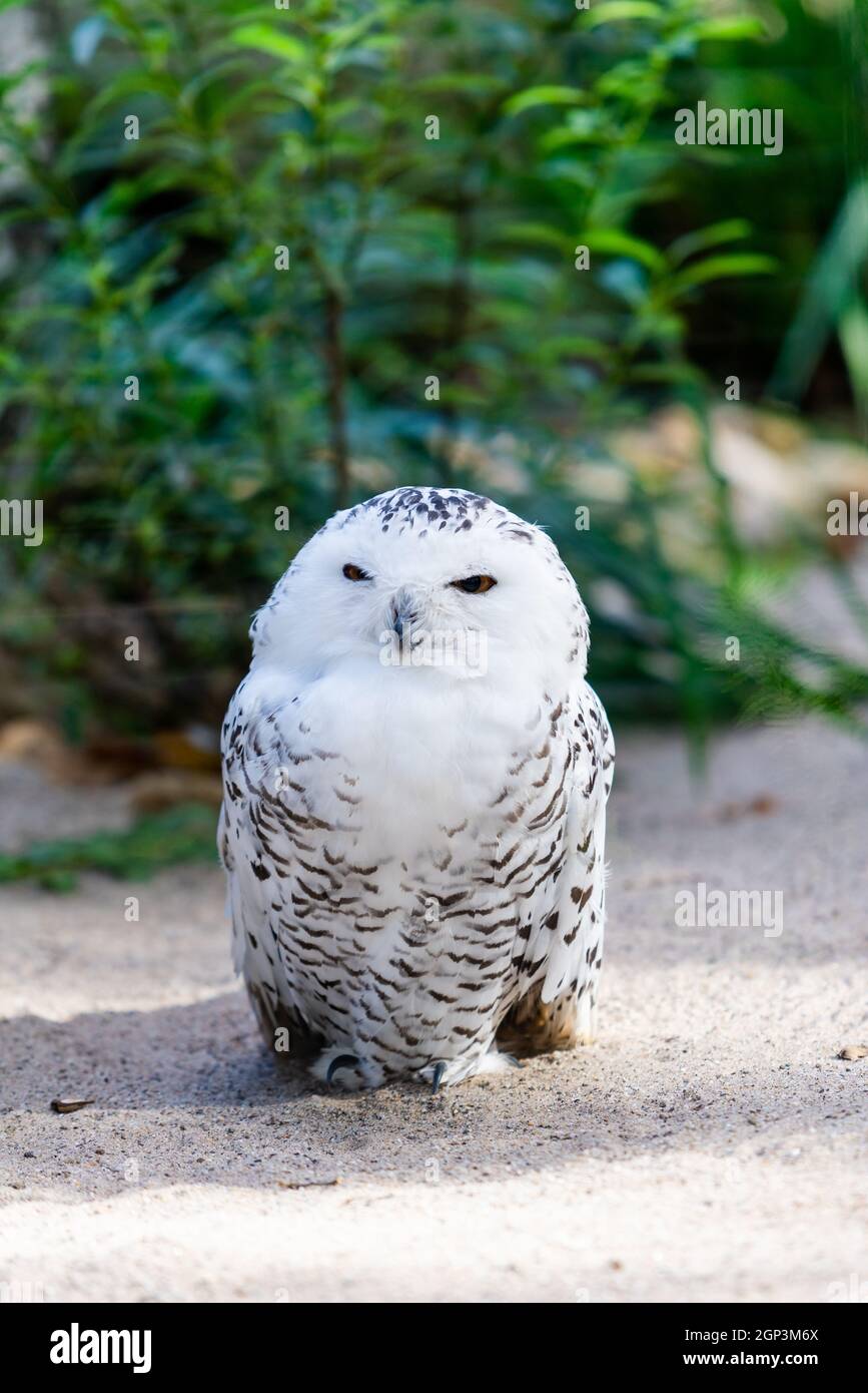 Ritratto di una bellissima neve owl. Bubo scandiacus. Foto Stock