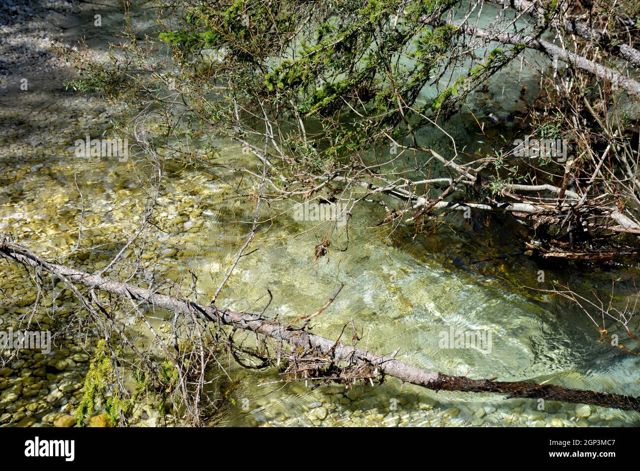 Grovigli di rami e ramoscelli in un angolo del fiume Rienza prima di fluire nel lago di Dobbiaco Foto Stock