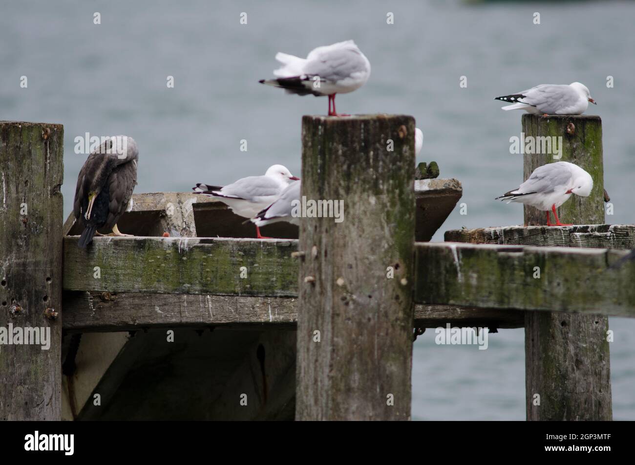Spotted shag Phalacrocorax punctatus e gabbiani con fatturazione rossa Chromicocephalus novaehollandiae scopulinus. Penisola di Otago. Isola Sud. Nuova Zelanda. Foto Stock