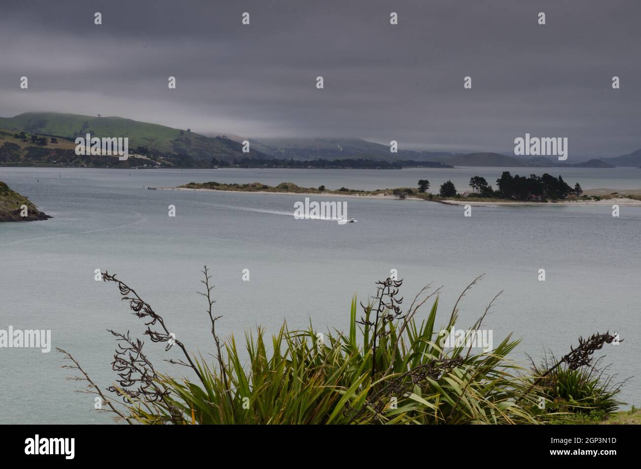 Mare nel porto di Otago. Penisola di Otago. Otago. Isola Sud. Nuova Zelanda. Foto Stock
