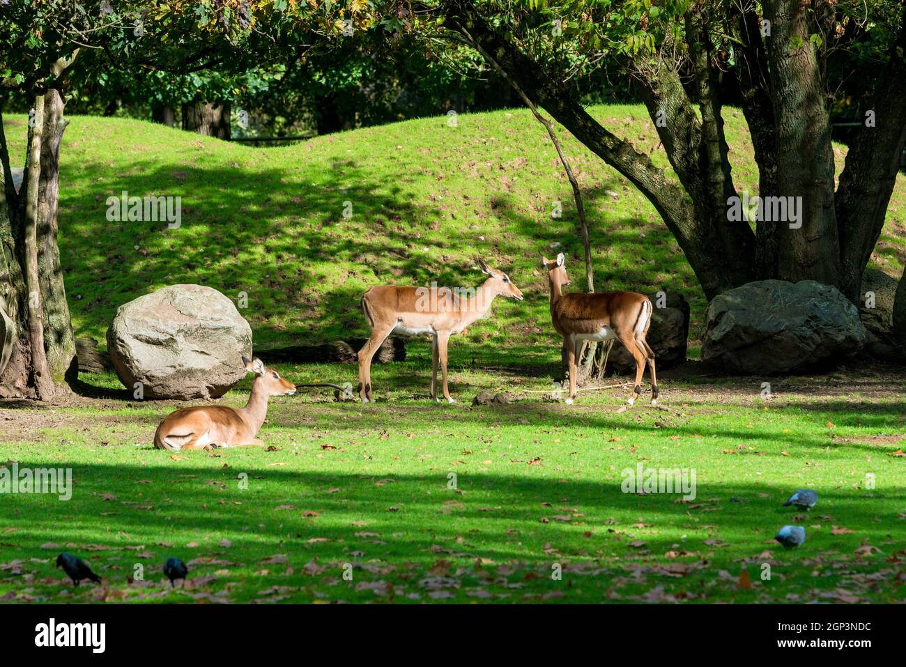 Capriolo in foresta. Due animali selvatici in piedi vicino insieme. Foto Stock