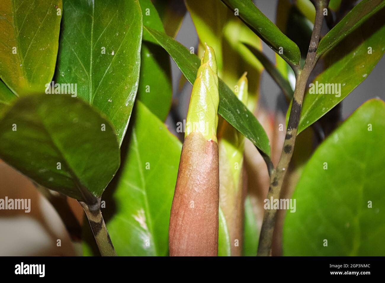 Una nuova foglia di fusto su un impianto ZZ. Foto Stock