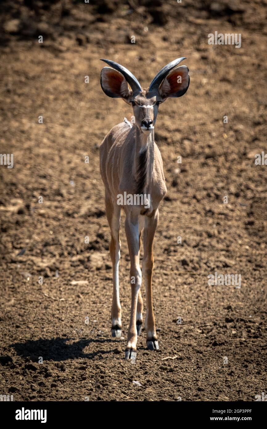 Maschio kudu maggiore si trova su rocce scree Foto Stock