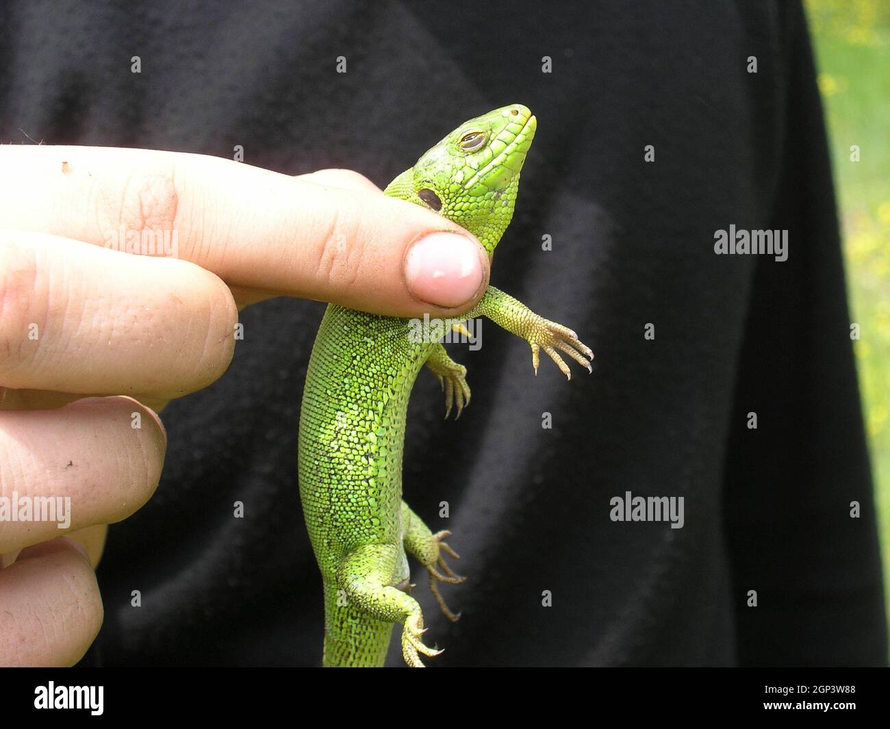 Un ordinario quick ramarro. Lizard sul taglio di un ceppo di albero. Biacco, lacertid lizard. Foto Stock