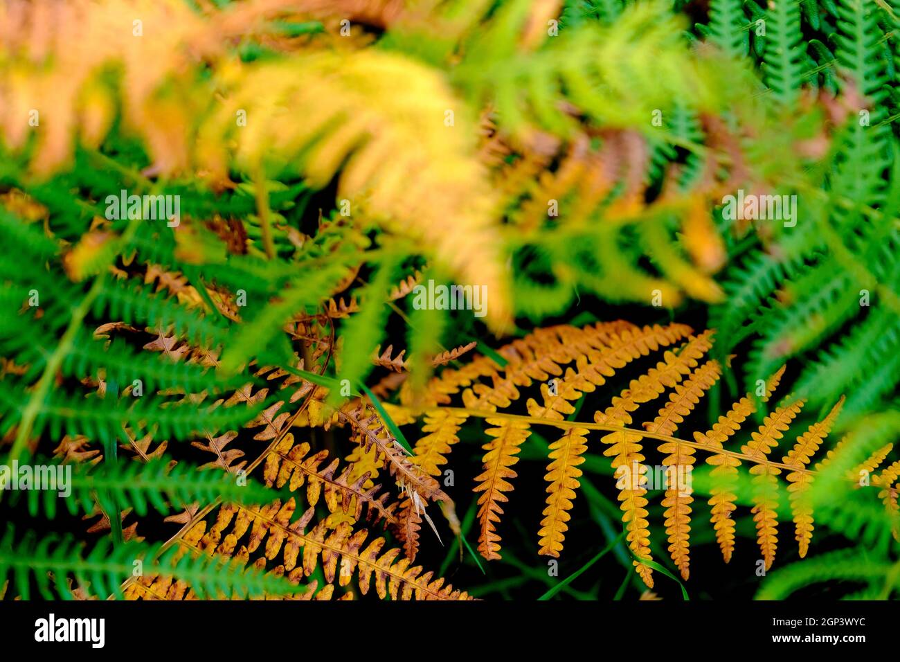 Bracken / felci tornando ai colori autunnali in hedgerow britannico Foto Stock