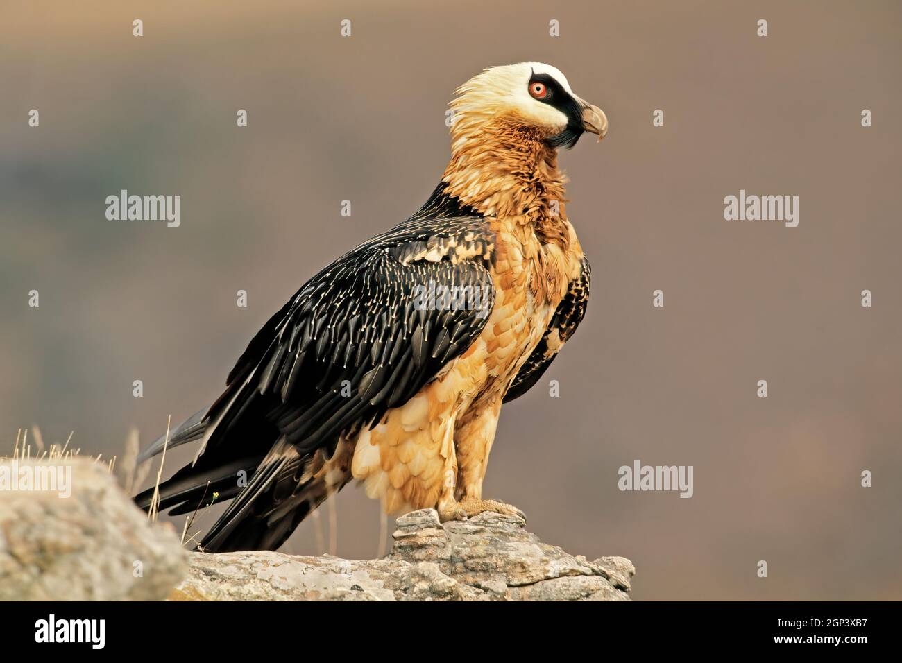 Un avvoltoio in pericolo (Gypaetus barbatus) arroccato su una roccia, in Sudafrica Foto Stock