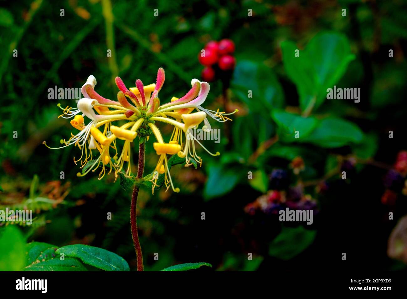 Nido d'ape in un hedgerow britannico Foto Stock