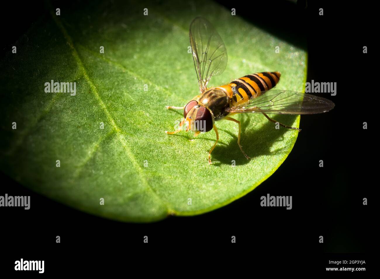 Macro fotografia di un hoverfly con cintura (Syrphidae) su una foglia di capperi Foto Stock