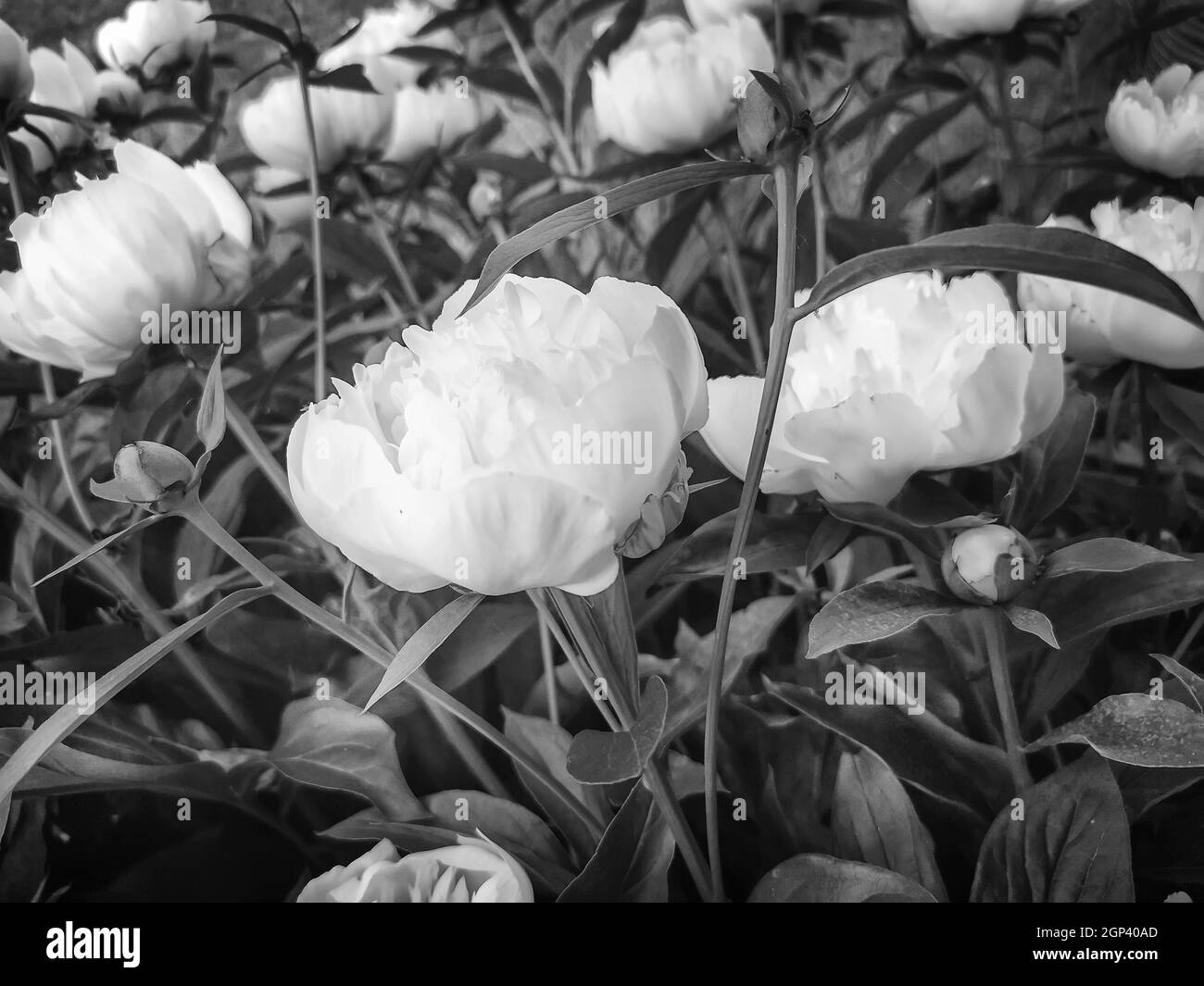 Bellissime peonie autoadesive in bianco