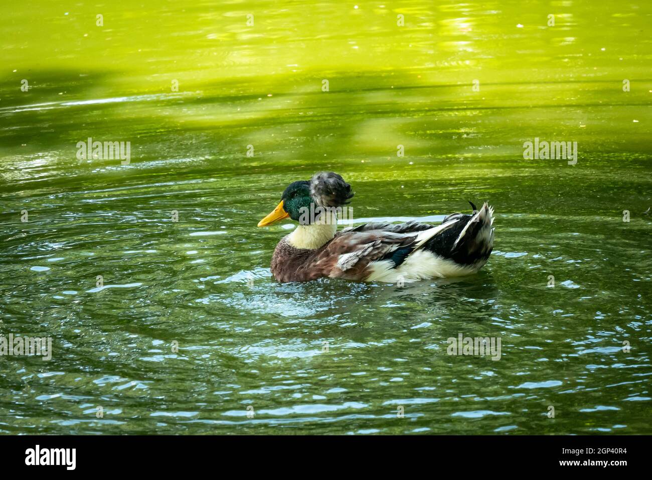 Giovane e adulto Mallard Duck (Anas platyrhynchos) sta nuotando nel Lago Verde a Medellin, Colombia Foto Stock