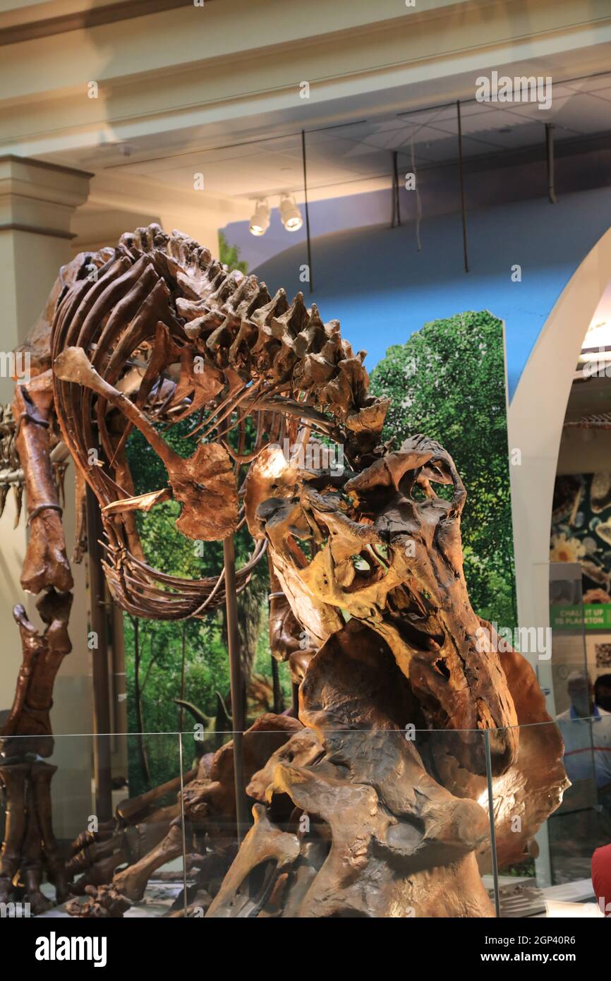 Mostre del Museo di Storia Naturale Smithsonian Foto Stock