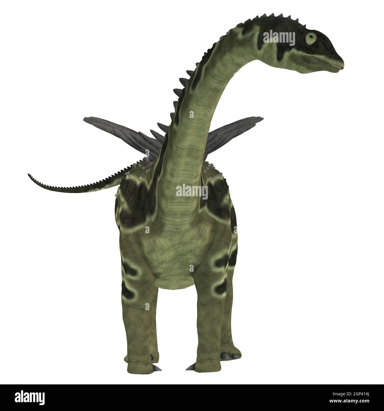 Agustinia era un erbivoro sauropod dinosaur che vivevano in Sud America nel Cretaceo. Foto Stock