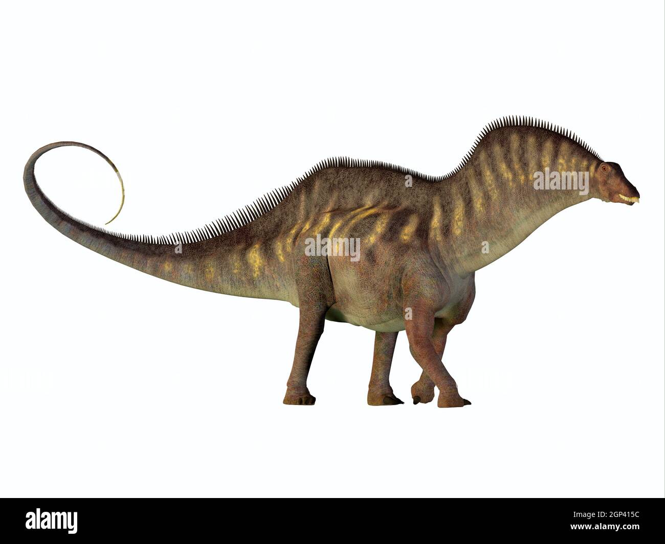 Amargasaurus era un erbivoro sauropod dinosaur che ha vissuto in Argentina nel Cretaceo. Foto Stock