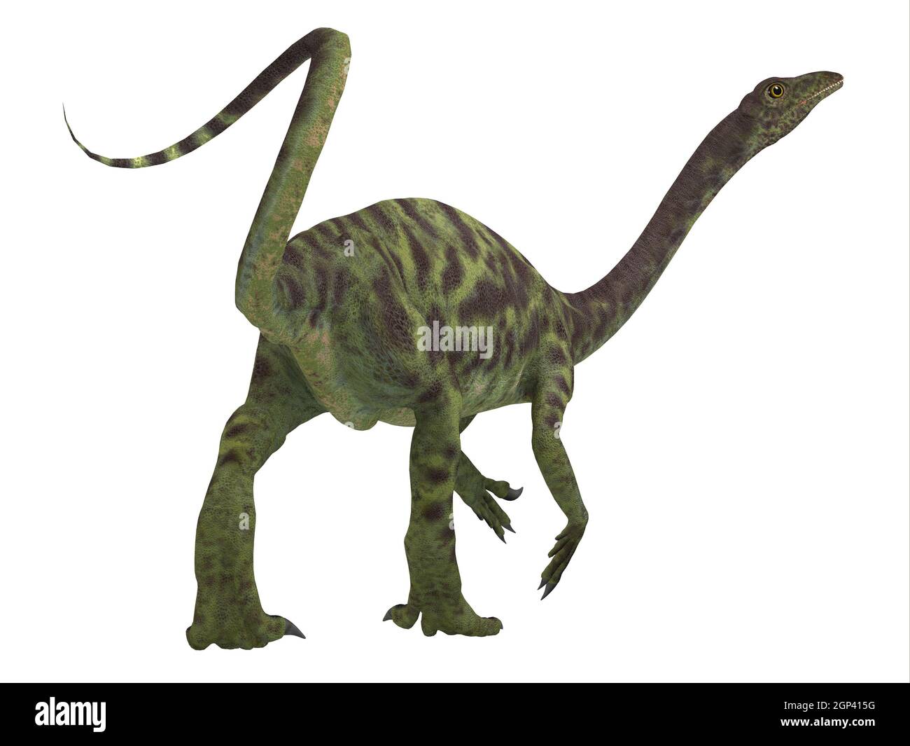 Anchisaurus era un onnivoro prosauropod dinosaur che visse nel Giurassico periodi di Nord America, Europa e Africa. Foto Stock