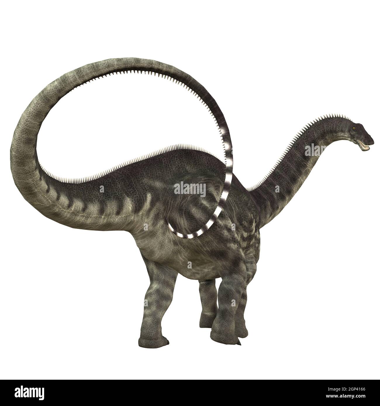 Apatosaurus anche chiamato Brontosaurus era un erbivoro sauropod dinosaur che visse nel Giurassico del Nord America. Foto Stock