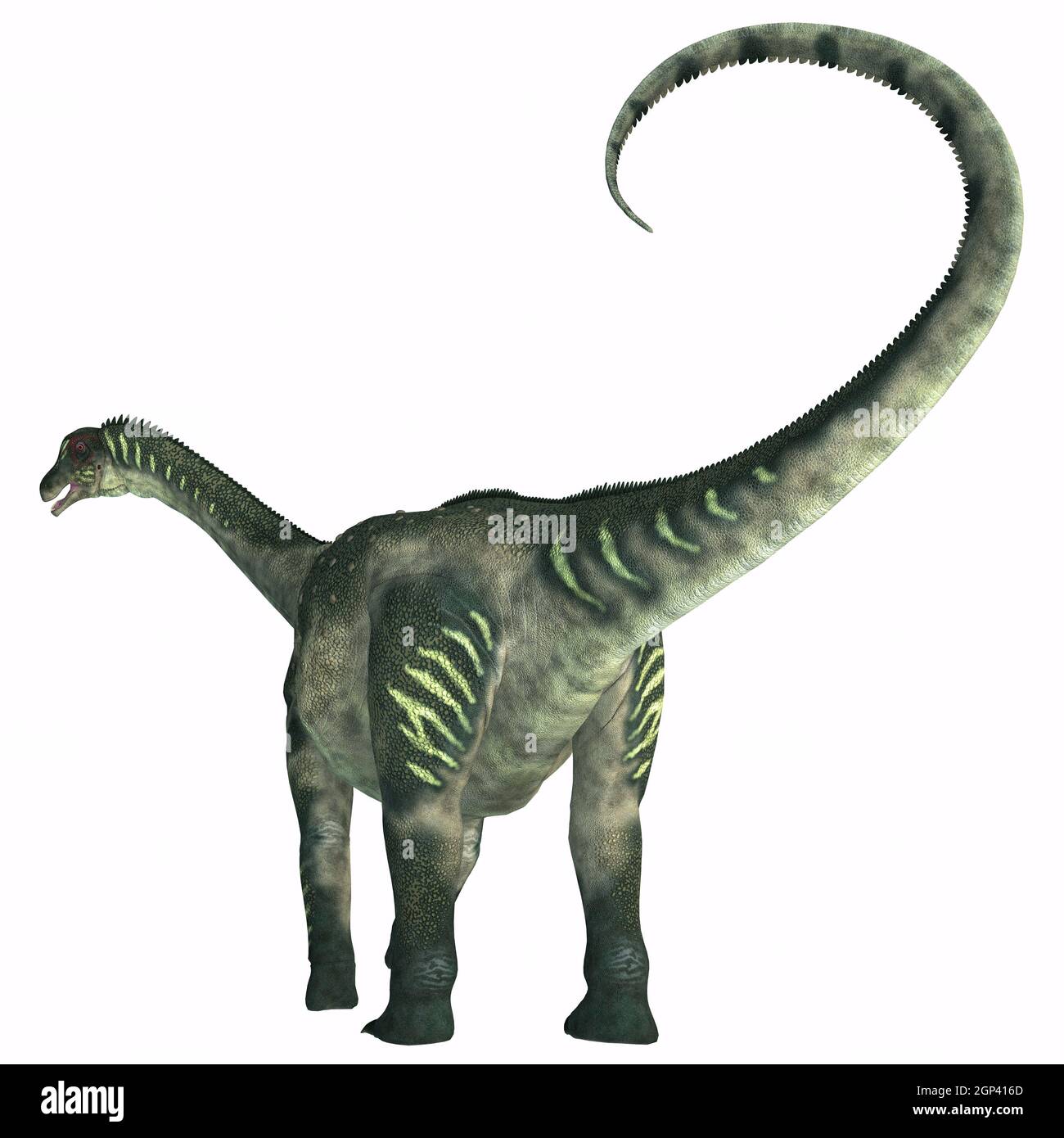 Antarctosaurus era un erbivoro sauropod dinosaur che visse durante il Cretacico in Sud America. Foto Stock