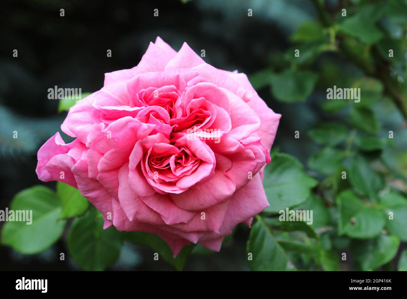 Una rosa è woody perenne fioritura delle piante del genere Rosa, nella famiglia delle Rosacee, o il fiore si appoggia. Ci sono oltre un centinaio di specie e th Foto Stock