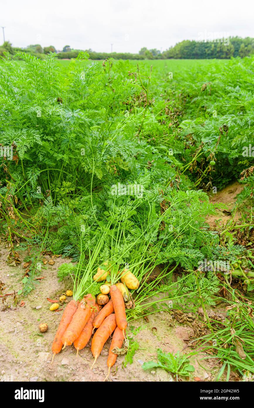 Carote e patate raccolte in un grande campo agricolo Foto Stock