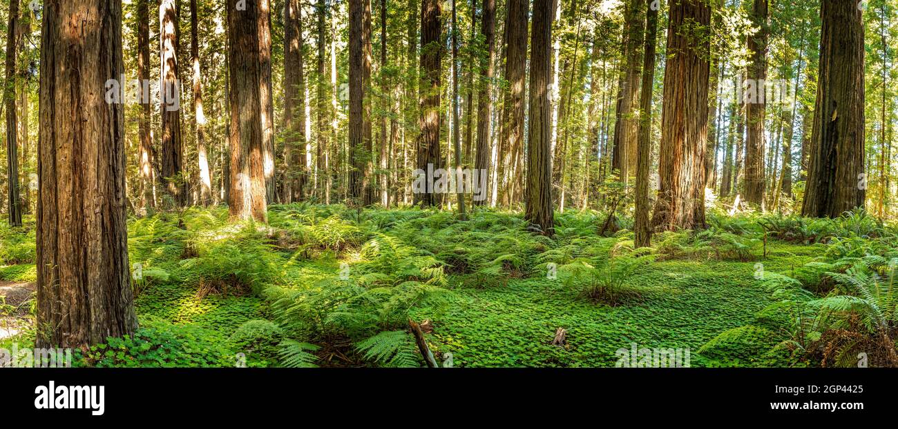 Sequoie giganti nei parchi nazionali e statali di Redwood, Avenue of the Giants, California Foto Stock